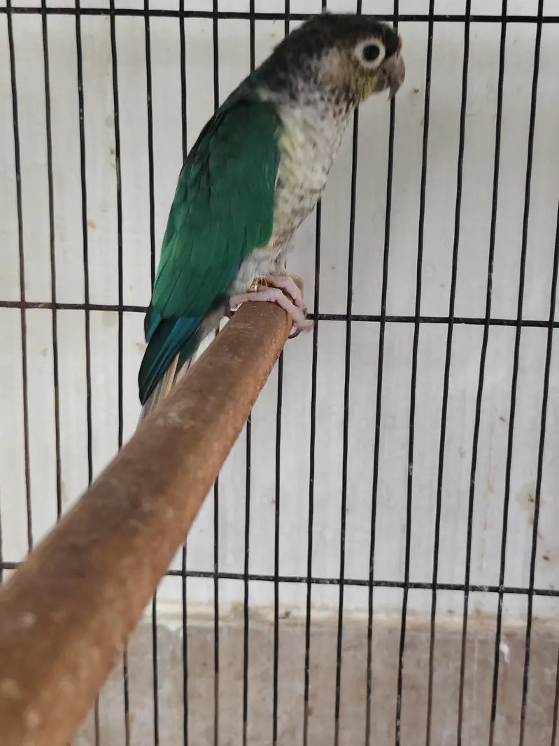 blue turquoise conure breeder male — photo 2