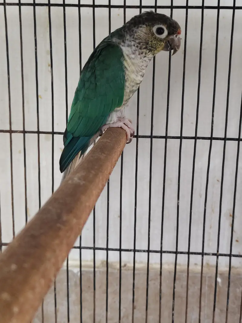 blue turquoise conure breeder male — photo 3