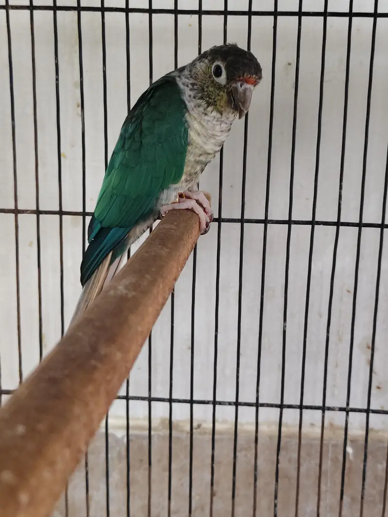 blue turquoise conure breeder male — photo 4