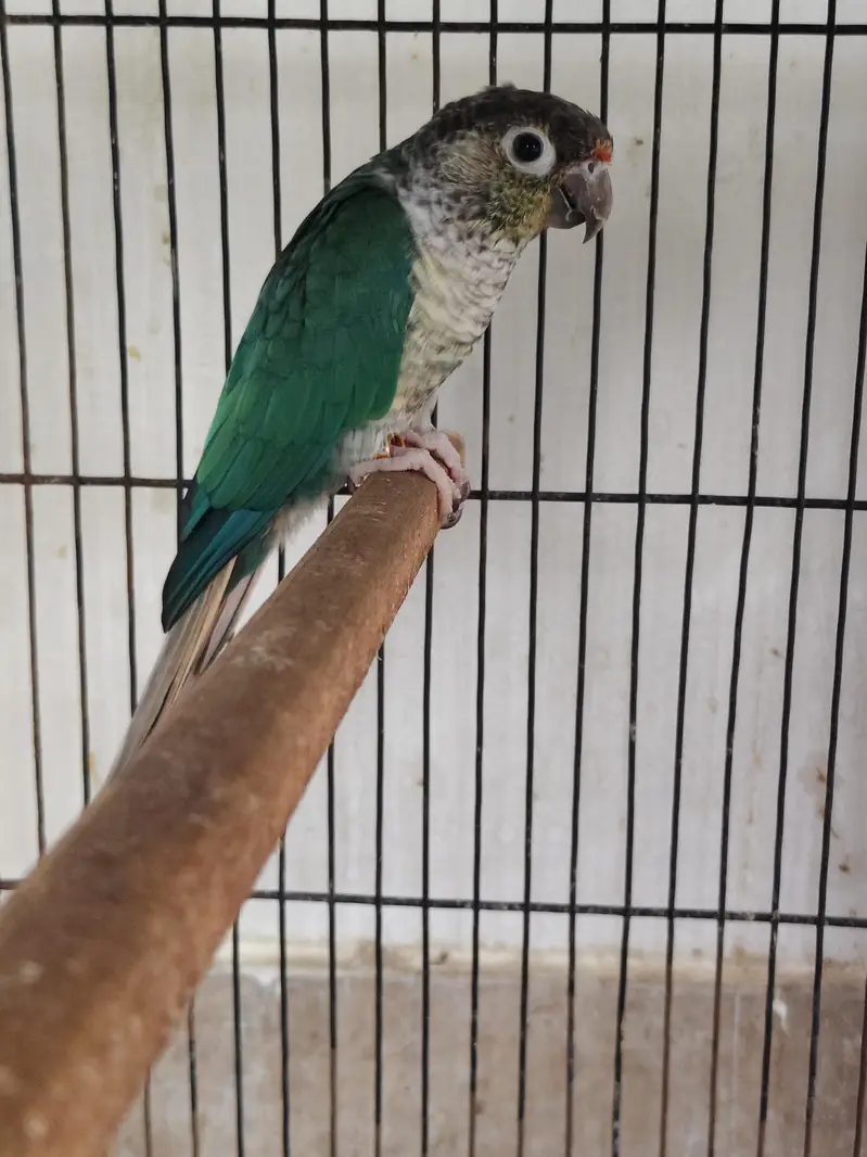 blue turquoise conure breeder male — photo 5
