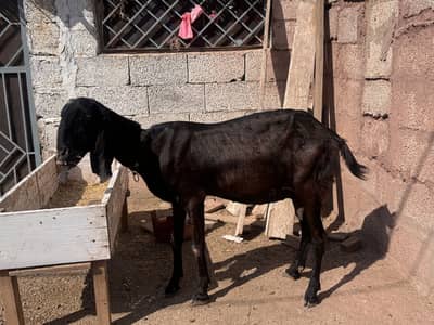 For sale goats