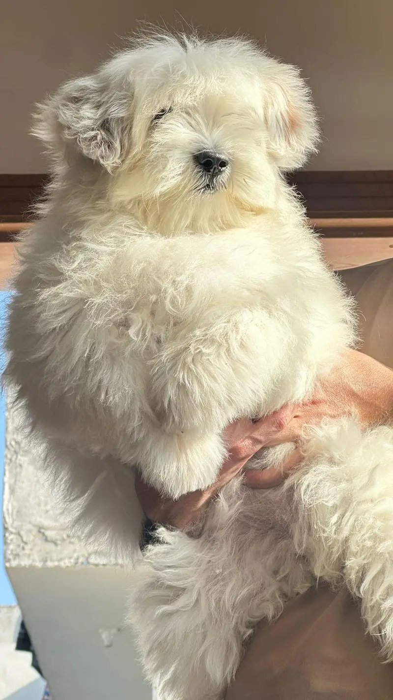 3-Month-Old Female Shih Tzu for Sale – White Color — photo 2