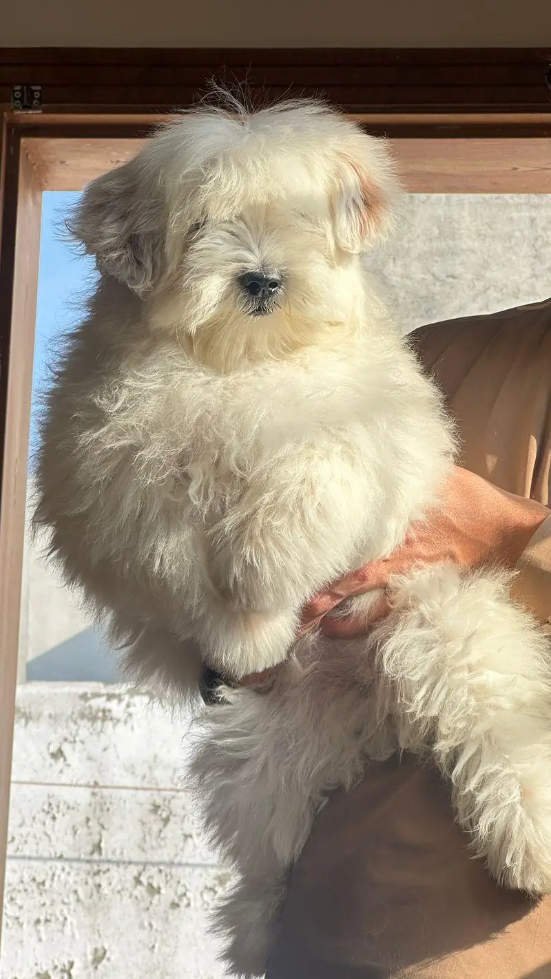 3-Month-Old Female Shih Tzu for Sale – White Color — photo 3