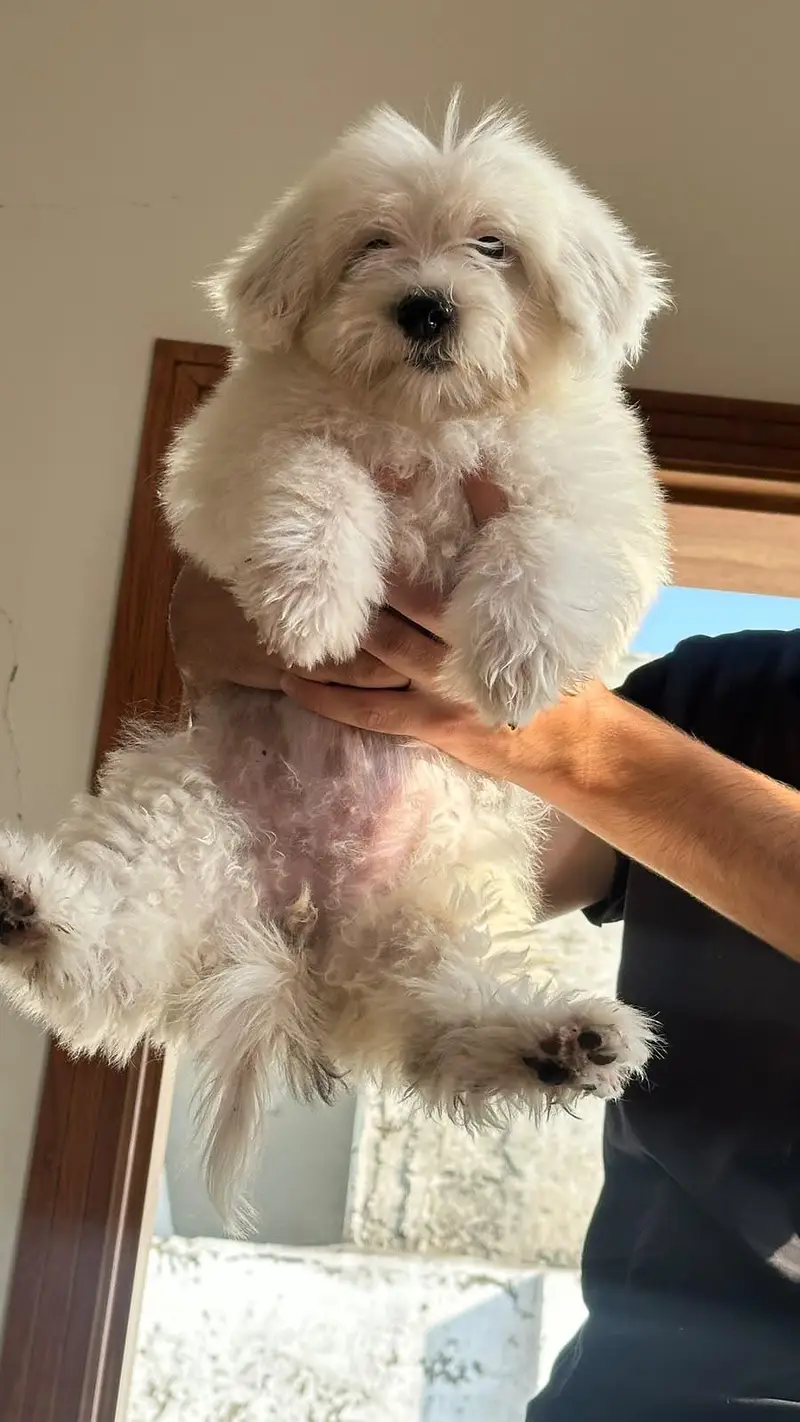 3-Month-Old Female Shih Tzu for Sale – White Color — photo 4