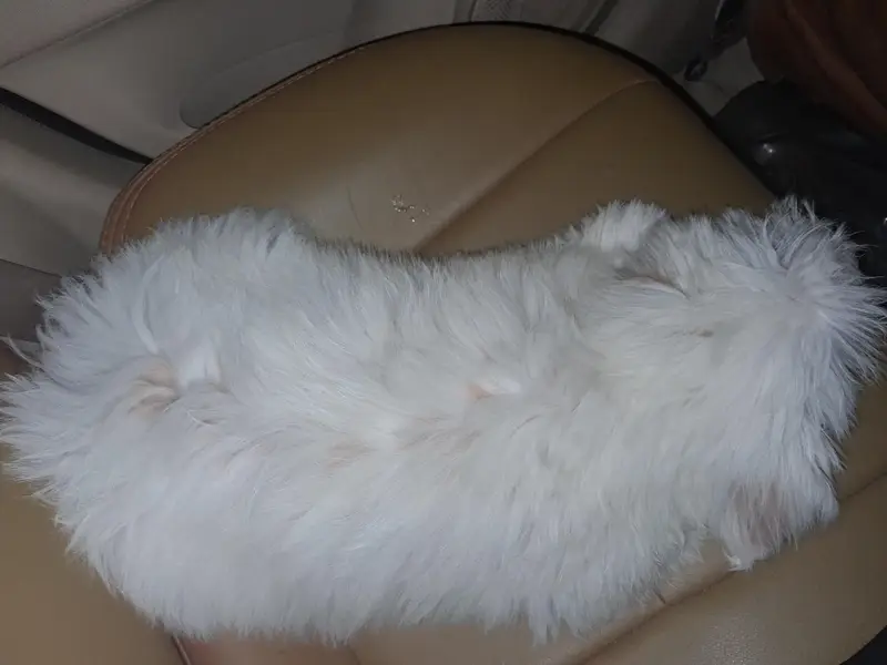 3-Month-Old Female Shih Tzu for Sale – White Color — photo 5