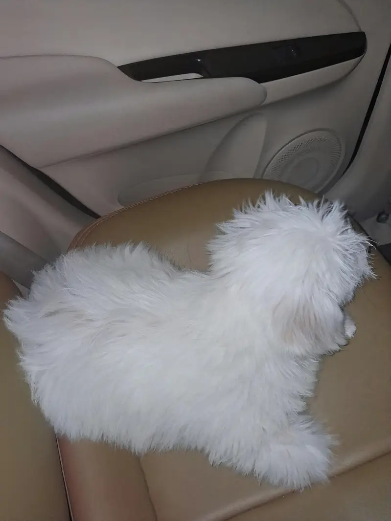 3-Month-Old Female Shih Tzu for Sale – White Color — photo 6