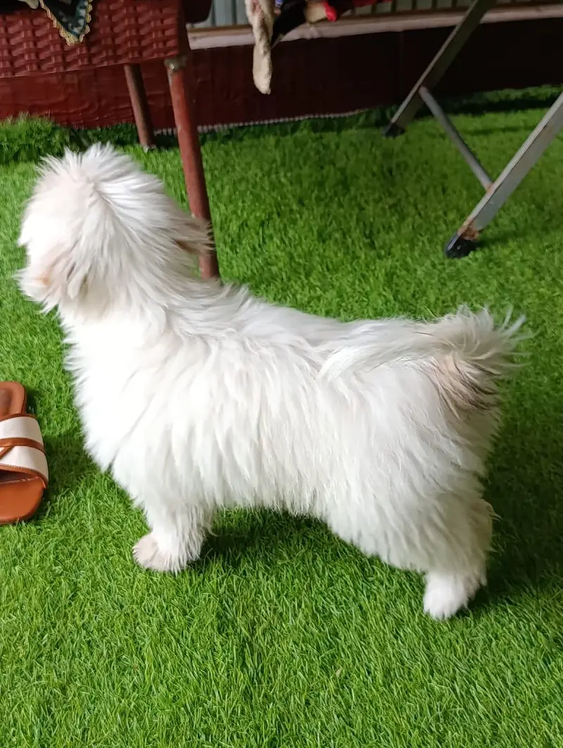 3-Month-Old Female Shih Tzu for Sale – White Color — photo 7