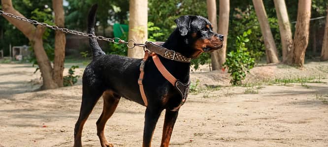 Pure Rottweiler Male– Healthy & Active
