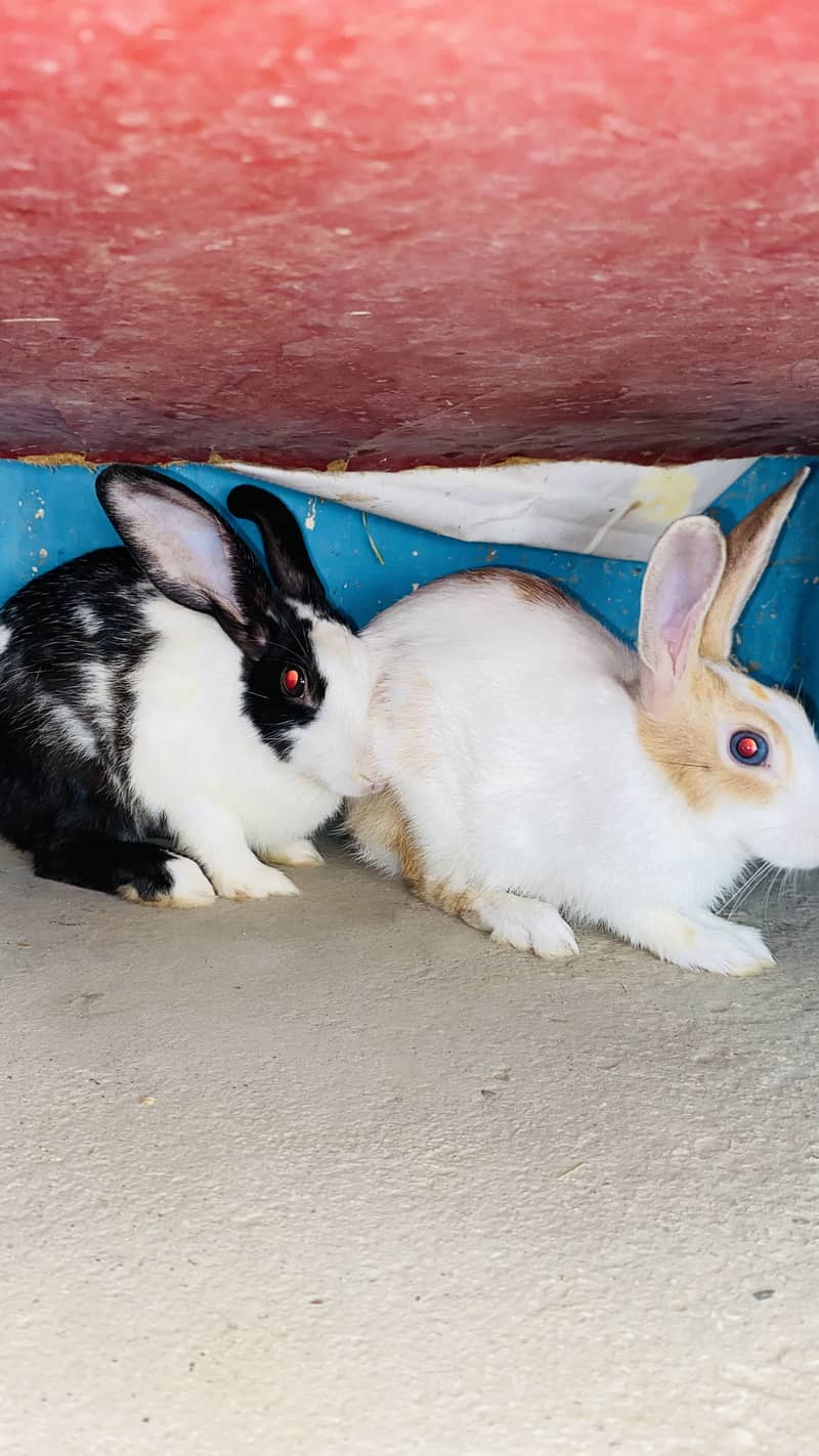 Rabbits pair (Male&Female) 1
