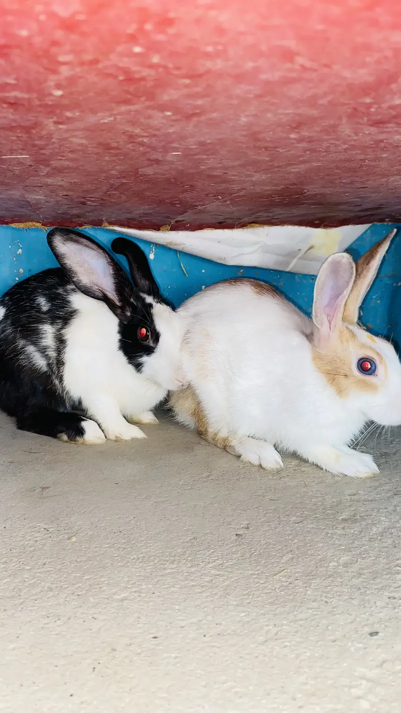 Rabbits pair (Male&Female) — photo 2