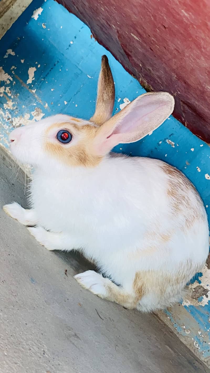 Rabbits pair (Male&Female) 2