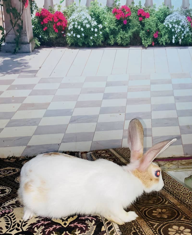 Rabbits pair (Male&Female) 3