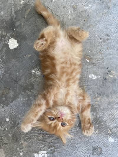 Persian cats