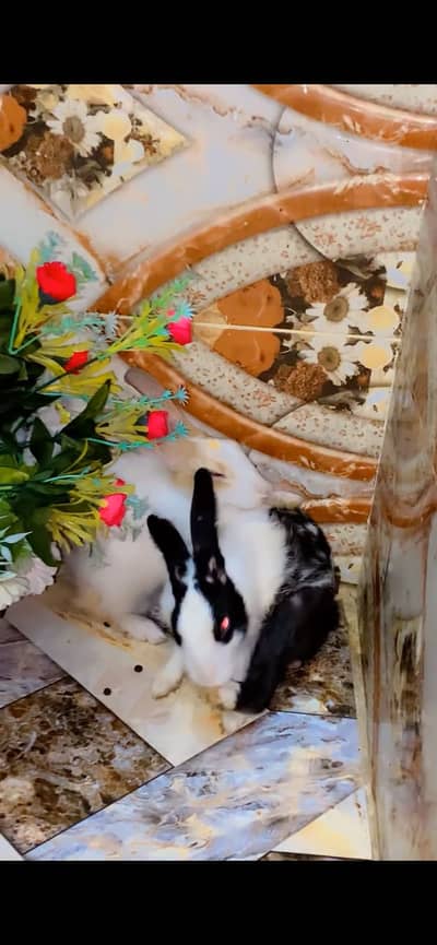 Rabbits pair (Male&Female)