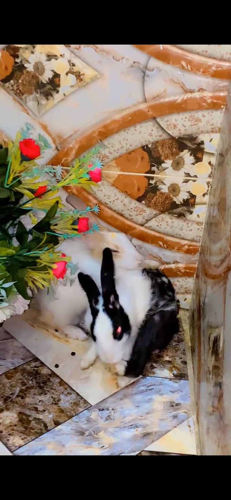 Rabbits pair (Male&Female) 0