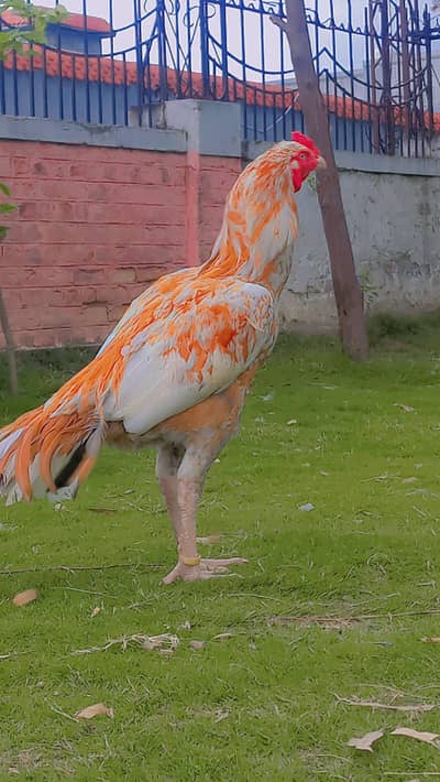 peela patha home breed