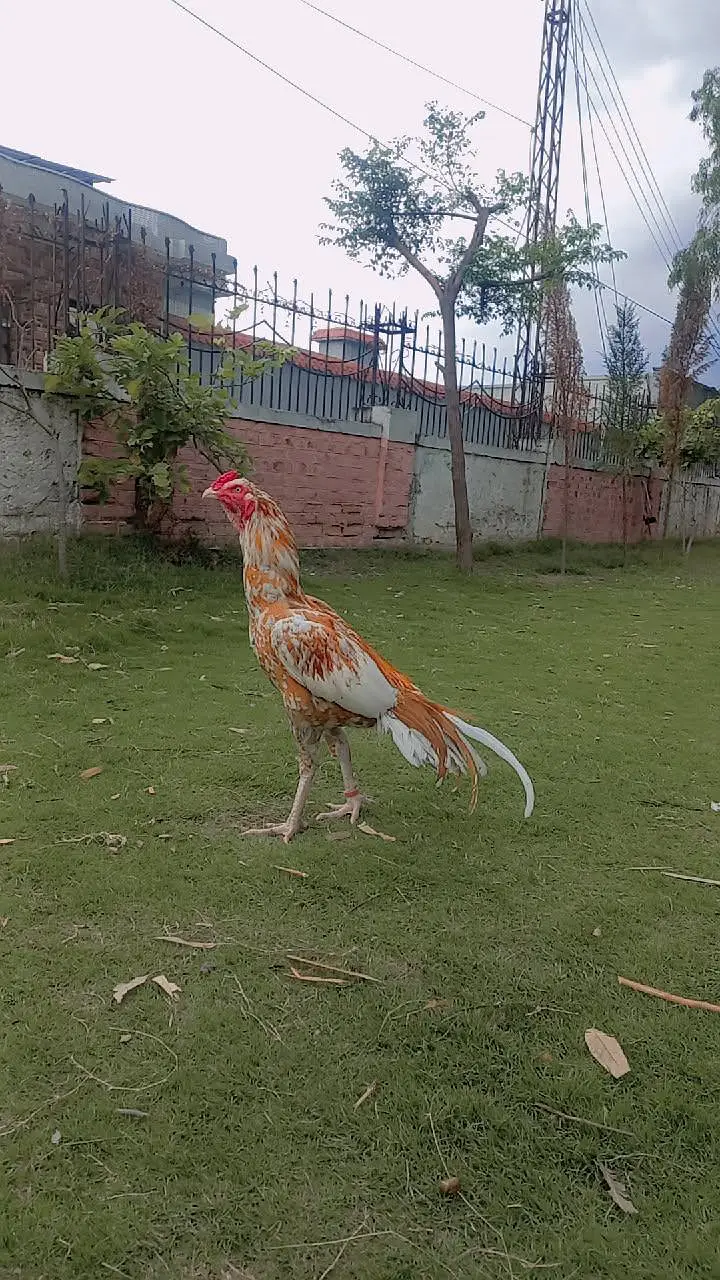 peela patha home breed — photo 2