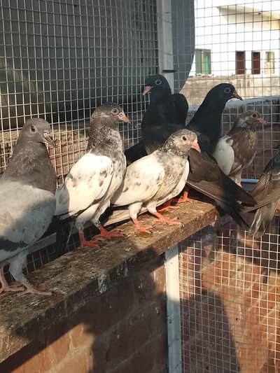 baby pigeon for sale