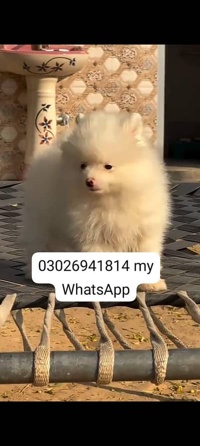 Russian dog zero size male or female healthy or active vaccine killer