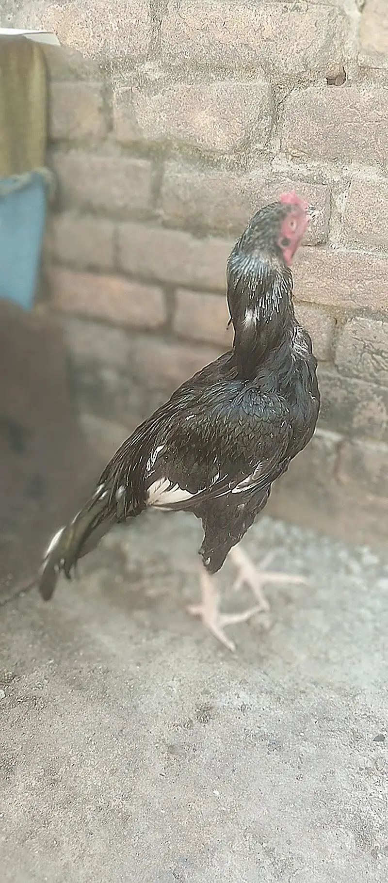 mushka lasani ptha — photo 3
