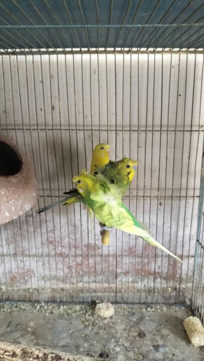 Double Flower Hogoromo Males and Red Eye female Budgies for sell