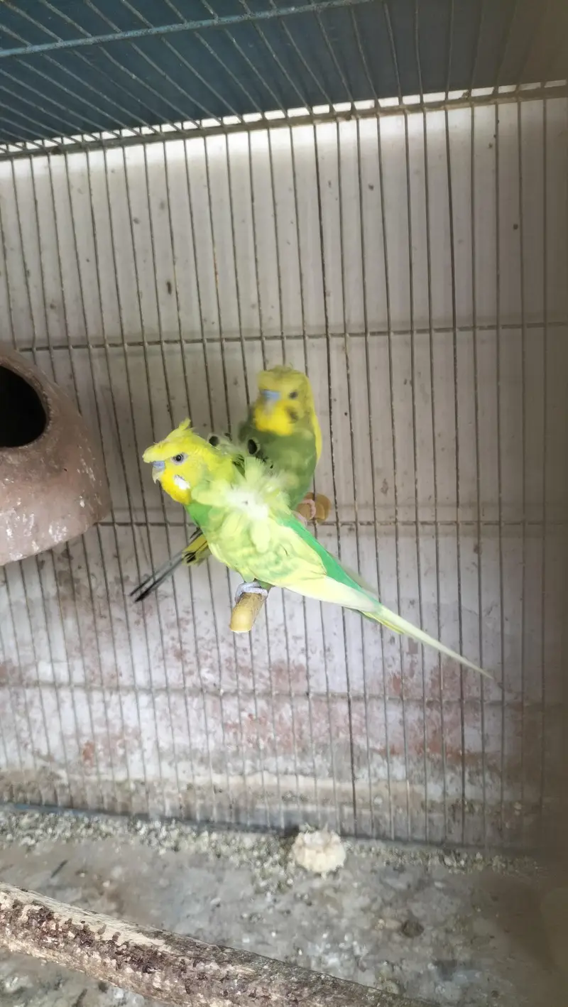 Double Flower Hogoromo Males and Red Eye female Budgies for sell — photo 2