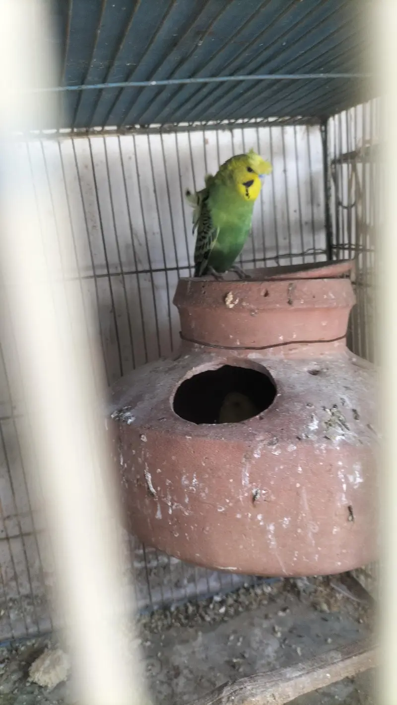 Double Flower Hogoromo Males and Red Eye female Budgies for sell — photo 3