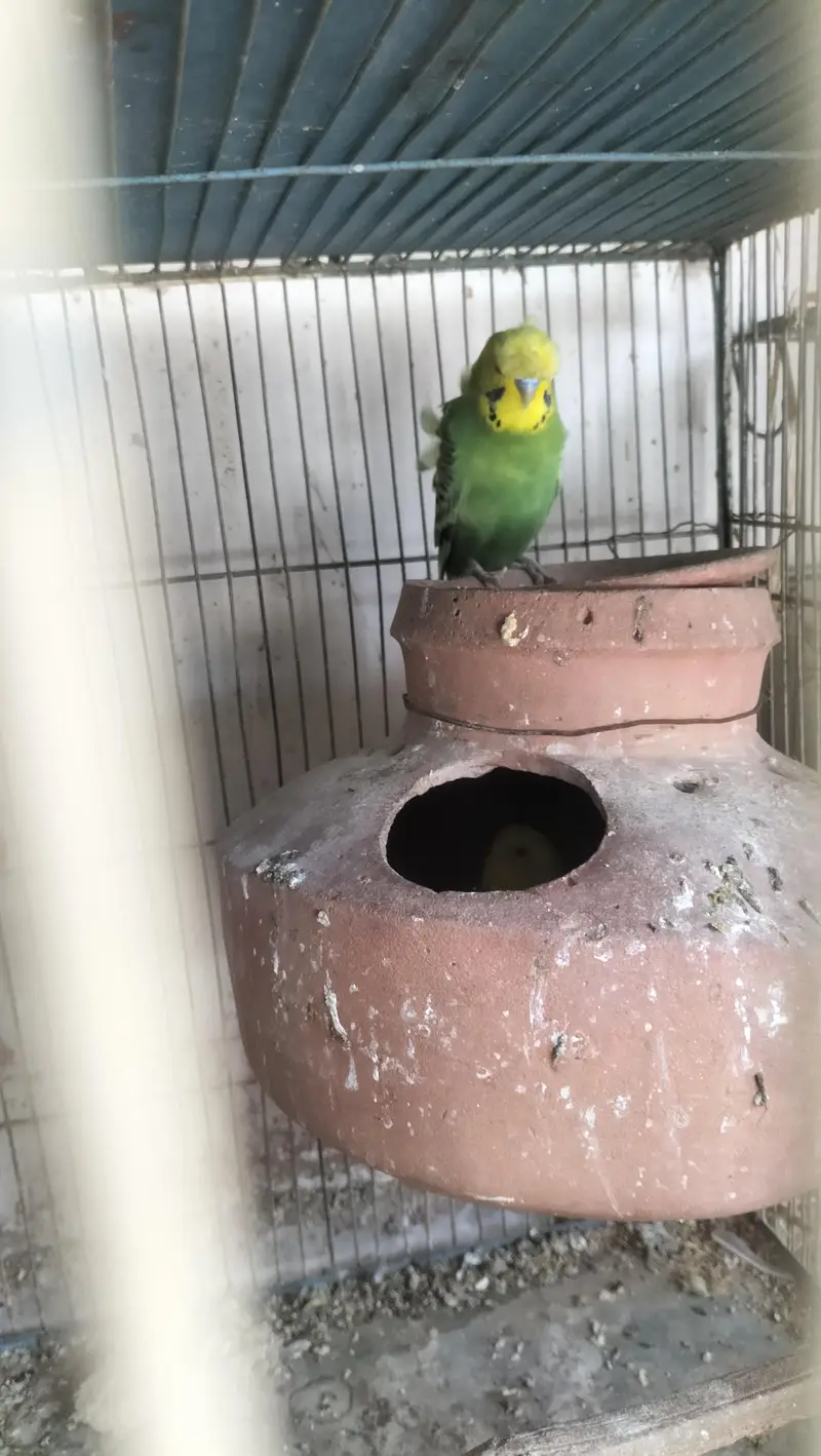 Double Flower Hogoromo Males and Red Eye female Budgies for sell — photo 4