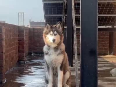 Siberian husky puppie 6 months
