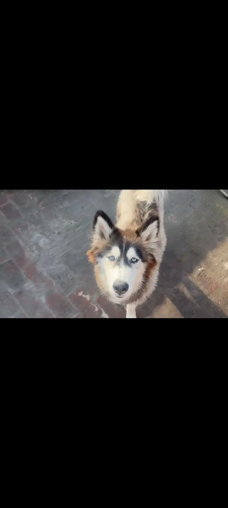 Siberian husky puppie 6 months — photo 2