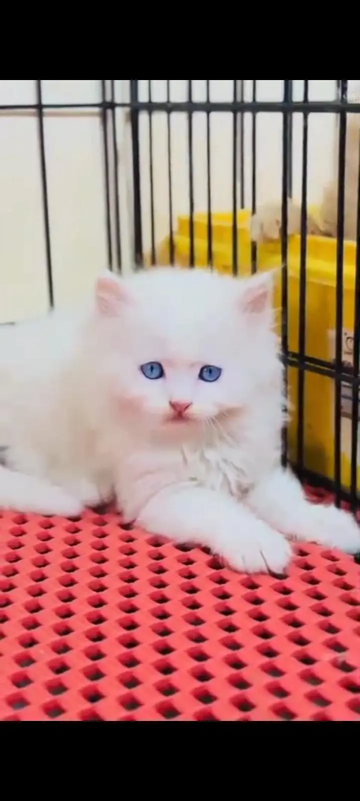 Persian cat for sale male or female healthy or active — photo 2
