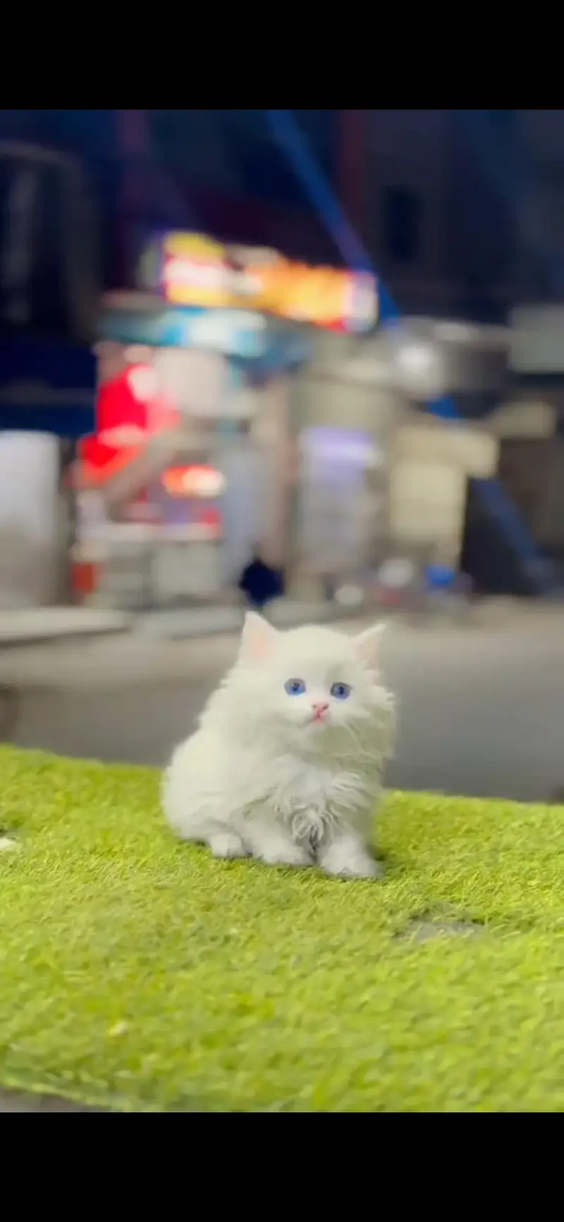 Persian kittens whatapp//0320 //7093//727 — photo 2