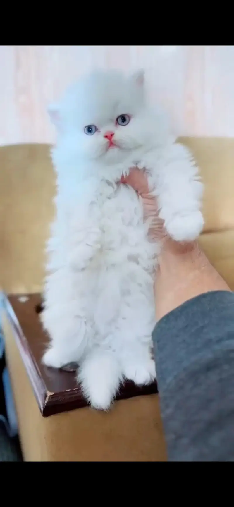 Persian kittens whatapp//0320 //7093//727 — photo 3
