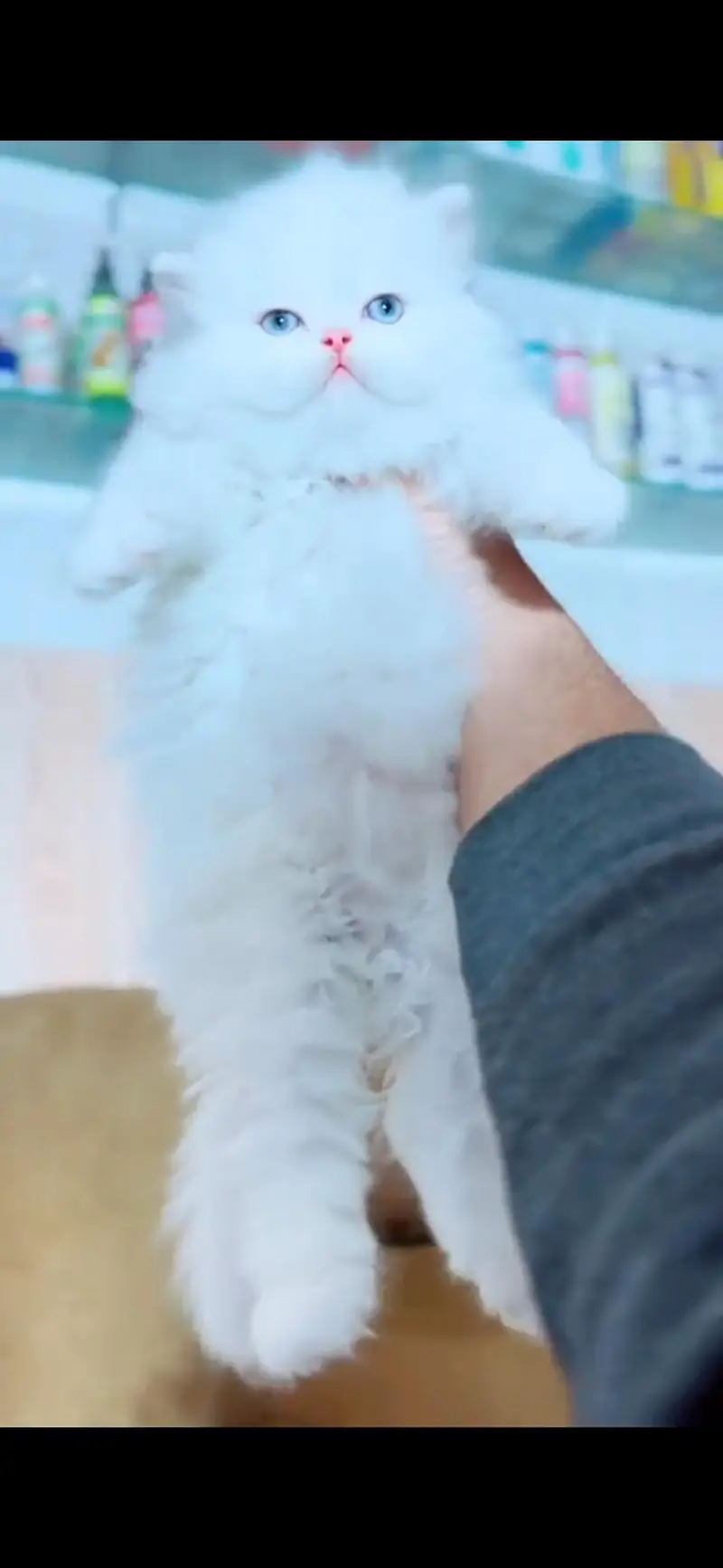 Persian kittens whatapp//0320 //7093//727 — photo 4