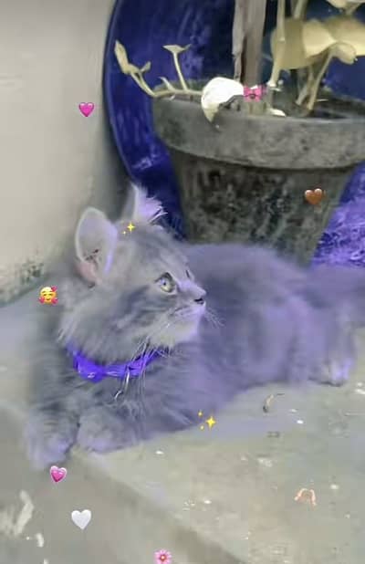 Male cat grey color