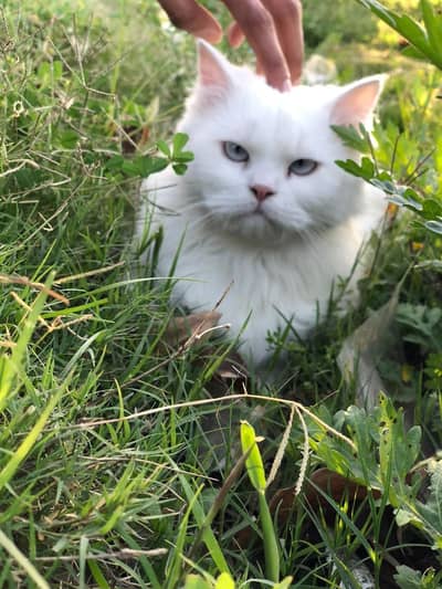 pure Persian triple coat punch face blue eyes