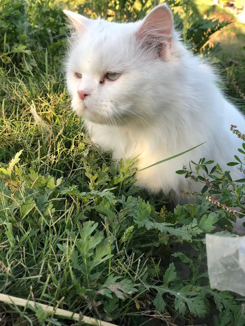 pure Persian triple coat punch face blue eyes — photo 2