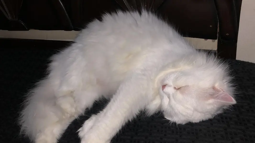 pure Persian triple coat punch face blue eyes — photo 3