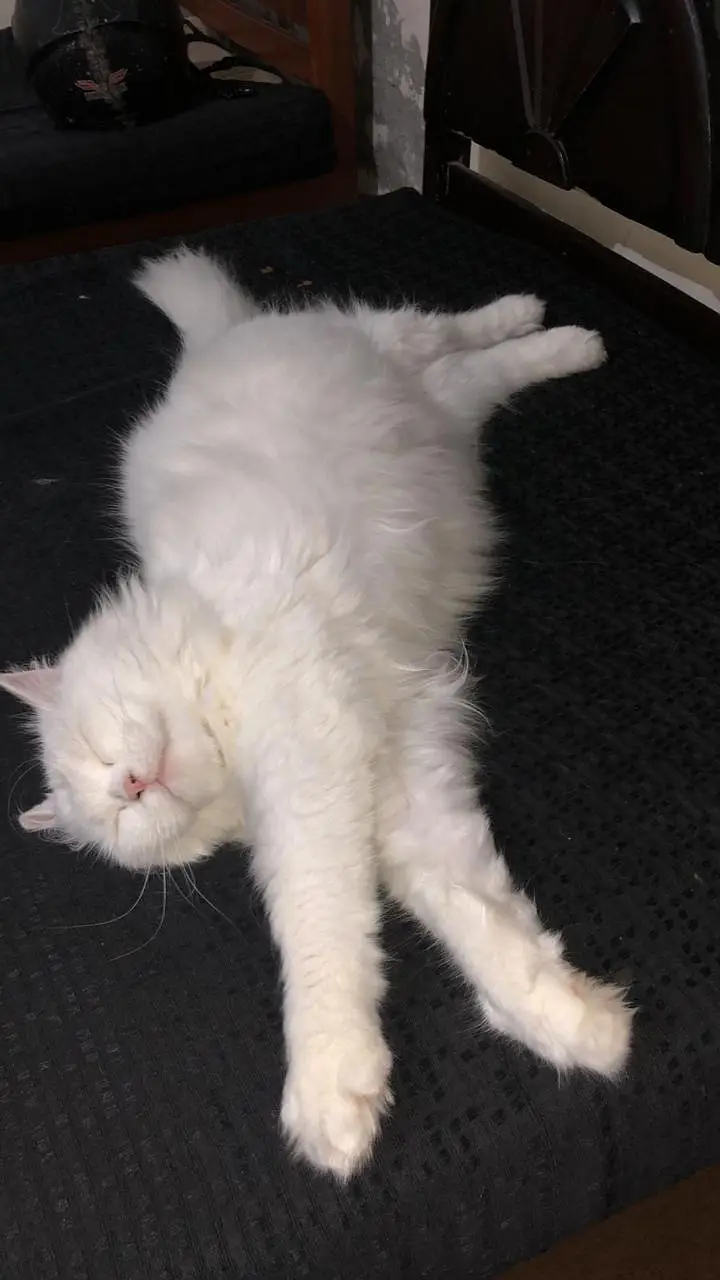 pure Persian triple coat punch face blue eyes — photo 4