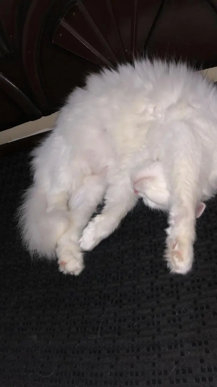 pure Persian triple coat punch face blue eyes — photo 5