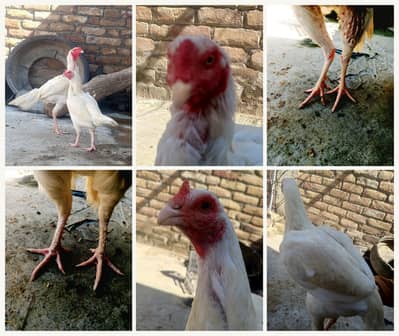 White Aseel Type Chicken