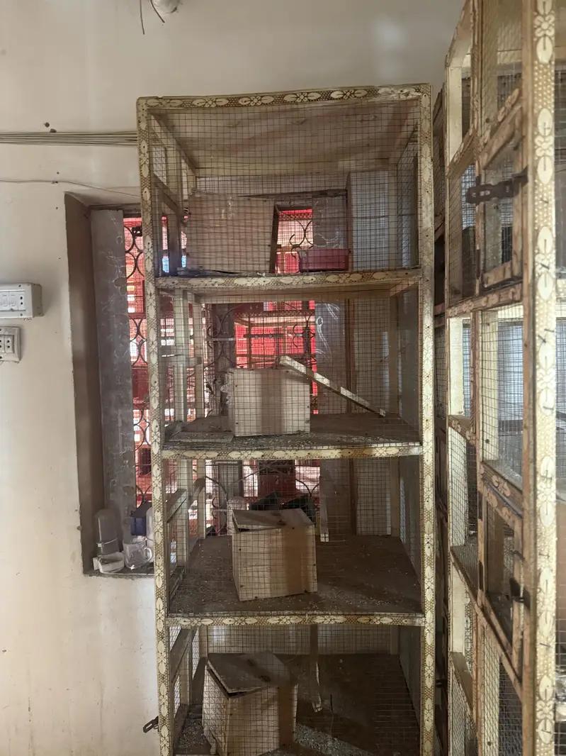 Wooden 5 Portion Bird Breeding Cage With Box - Lahore — photo 3