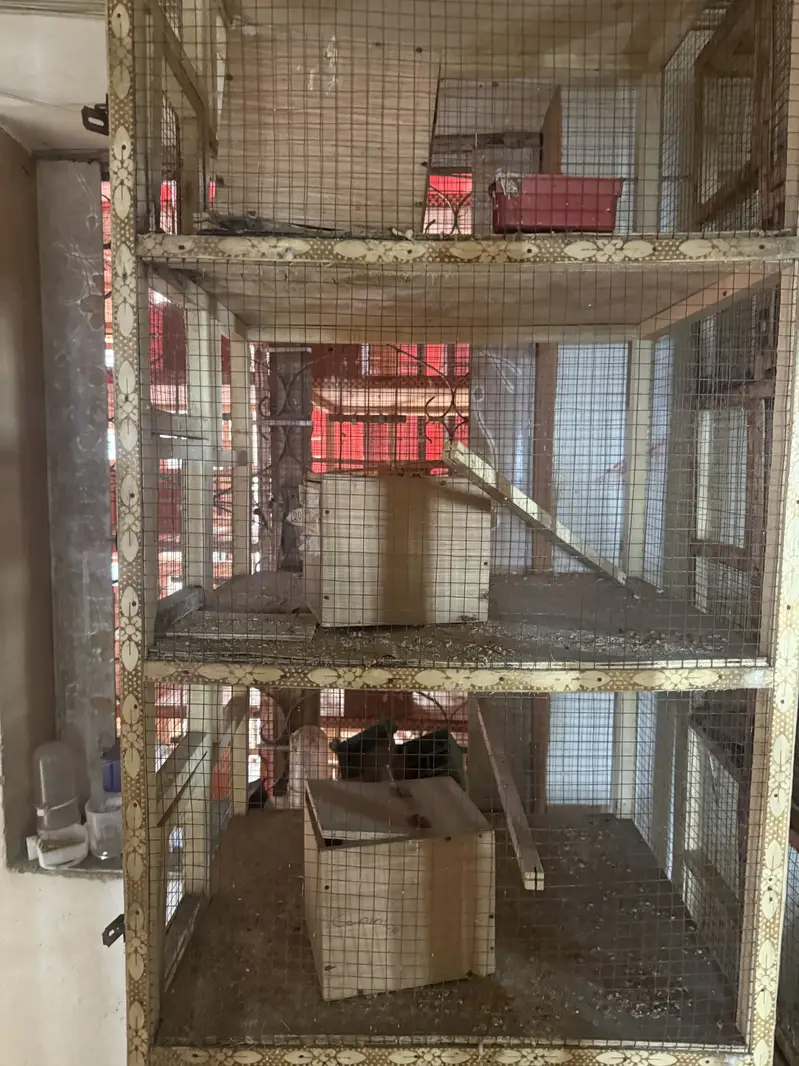 Wooden 5 Portion Bird Breeding Cage With Box - Lahore — photo 4