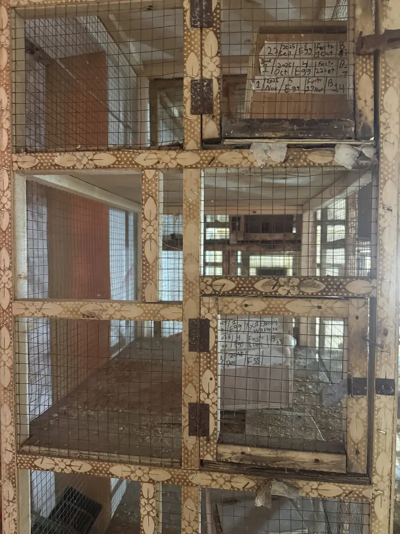 Wooden 5 Portion Bird Breeding Cage With Box - Lahore — photo 5