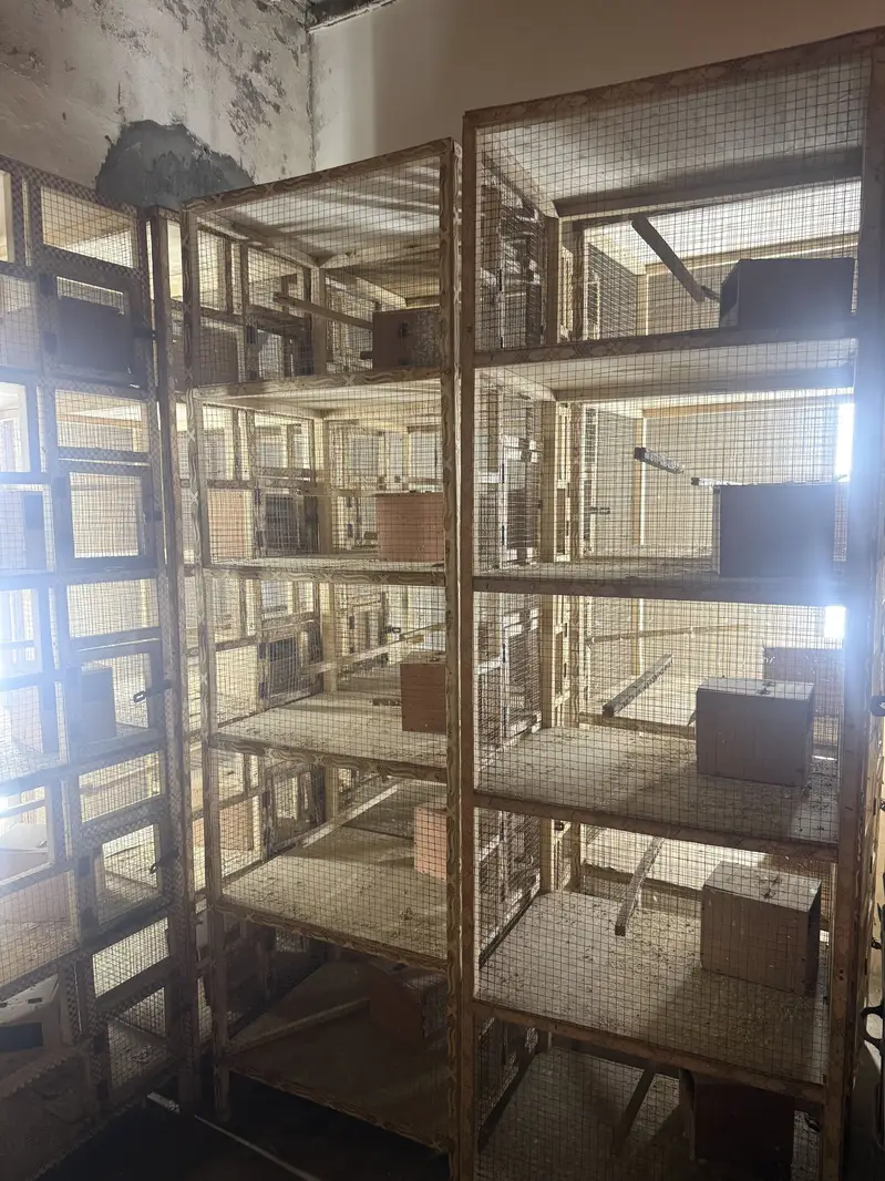 Wooden 5 Portion Bird Breeding Cage With Box - Lahore — photo 6