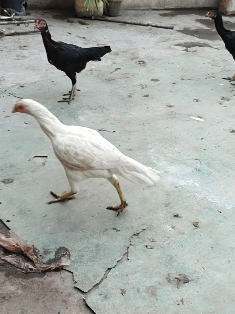 aseel heera — photo 4