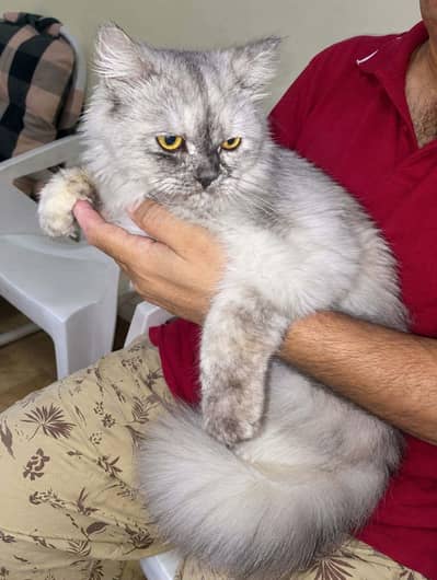 Persian Long tail Cat