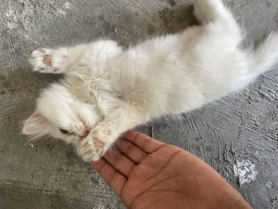 Persian cats