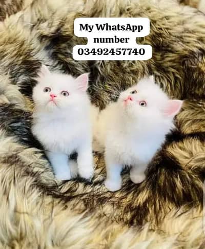 Persian cat 2month age for sale