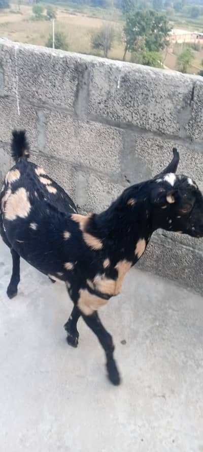 Beautiful Tedda Male for sale